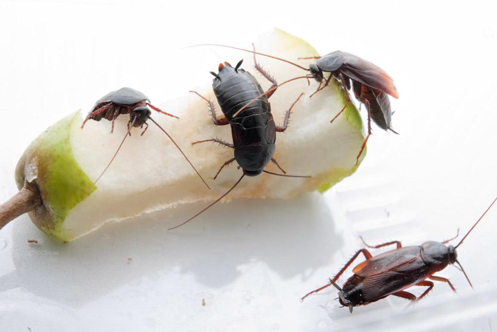 Самое эффективное средство от тараканов в домашних условиях: лучшая отрава
